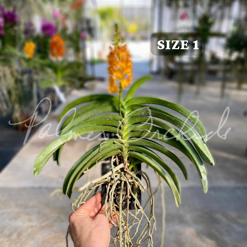 Van. Ladda Gold — Palmer Orchids
